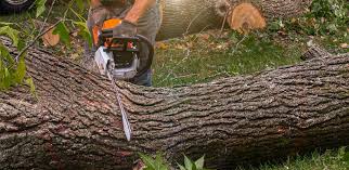 Best Tree Risk Assessment  in Lowry Crossing, TX
